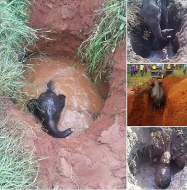 Check out what a desperate mother Elephant did after her calf got trapped in a well. (Photos)